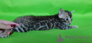 Фото №3. Бенгальский мальчик. Россия