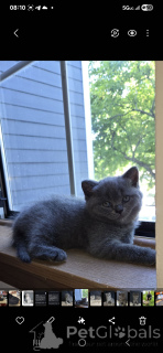 Фото №2 к объявлению №145318 о продаже шотландская (скоттиш страйт) - купить в США частное объявление