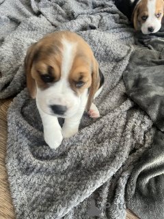 Фото №2 к объявлению №143136 о продаже немецкого шпица - купить в США частное объявление