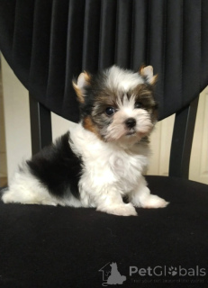 Фото №3. Бивер Йорк Супер мини.  Турция