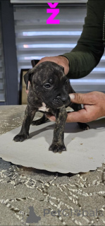 Фото №4. Продажа американского питбультерьера в Белграде  - цена договорная