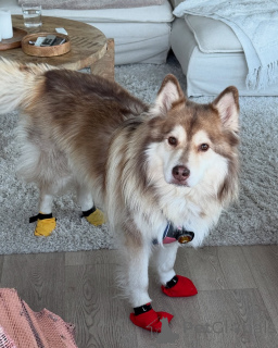 Фото №3. Мягкий, как снег, теплый, как любовь..  Финляндия