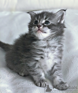 Фото №4. Очаровательные котята для бесплатного усыновления рядом с вами в США. Объявление №66725
