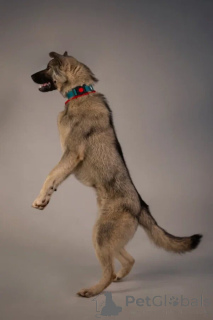 Фото №4. Продажа беспородную в Санкт-Петербурге частное объявление - цена Бесплатно