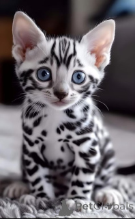 Фото №2 к объявлению №145455 о продаже бенгальская - купить в Нидерландах частное объявление, из питомника, заводчик