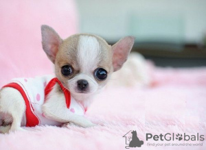 Дополнительные фото: Wunderschöne Chihuahua-Welpen stehen zur Adoption zur Verfügung