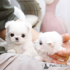 Фото №1.  - купить в Épinay-sur-seine за Бесплатно. Объявление №163506
