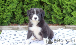 Фото №1. бордер-колли - купить в Арнсберг за договорная. Объявление №162208