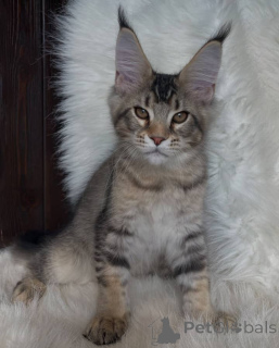 Фото №1. мейн-кун - купить в Астон за договорная. Объявление №160648