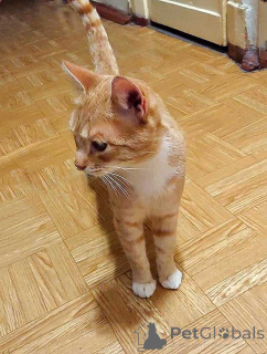 Фото №1.  - купить в Санкт-Петербурге за Бесплатно. Объявление №162779