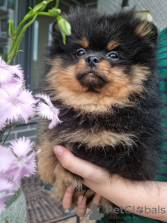 Дополнительные фото: Сute black&tan Pomeranian puppy