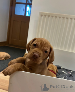 Фото №1. венгерская выжла - купить в Гавиржов за 49283₽. Объявление №153753