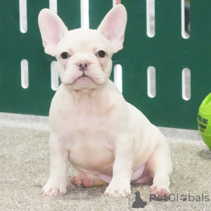 Фото №2 к объявлению №162630 о продаже французского бульдога - купить в Германии 