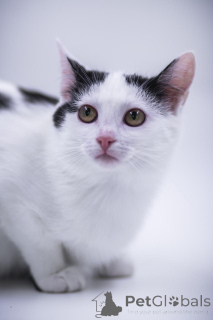 Фото №3. Очаровательная Принцесса в дар!. Россия