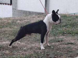 Фото №1. бостон-терьер - купить в Белграде за договорная. Объявление №177383