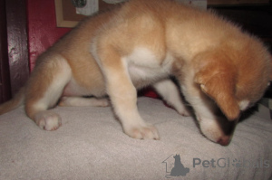 Фото №3. Wolf Hybrid на продажу.  США