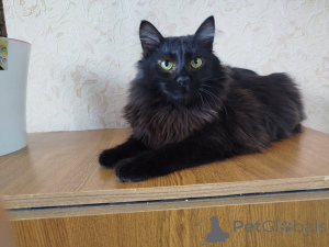 Фото №2 к объявлению №164928 о продаже  - купить в Беларуси 