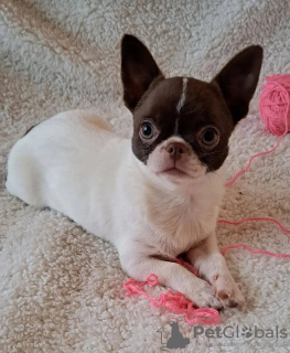 Фото №2 к объявлению №131996 о продаже беспородную - купить в Нидерландах заводчик