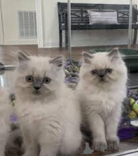 Фото №1. гималайская кошка - купить в Хельсинки за 53805₽. Объявление №164077