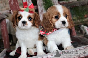 Фото №3. Adorable Cavalier King Charles Puppies for free adoption.  Германия