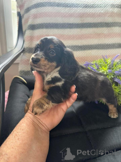 Фото №2 к объявлению №163176 о продаже таксу - купить в Польше заводчик