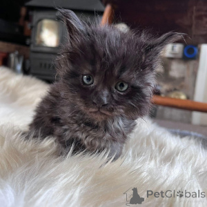 Фото №4. Продам мейн-куна в Нью-Йорке частное объявление - цена 29570₽