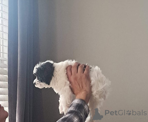 Фото №1. мальтипу - купить в Байериш-Айзенштайне за 83490₽. Объявление №150136