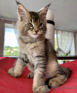 Фото №1. мейн-кун - купить в Баден-Бадене за 91839₽. Объявление №163662