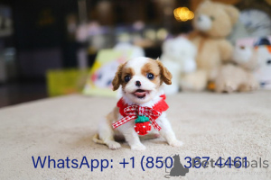 Фото №3. Дом декана Джанет Кей.  США