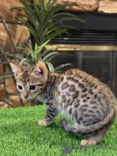 Фото №3. Chatons Ocicat в продаже. Бельгия