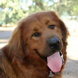 Фото №1. тибетский мастиф - купить в Allensbach за 92767₽. Объявление №139412