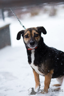 Фото №4. Продажа беспородную в Санкт-Петербурге частное объявление - цена Бесплатно