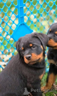 Фото №2 к объявлению №161315 о продаже  - купить в Австралии 