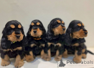 Фото №3. Уроженец кокер-спаниеля до адопчи.  Польша