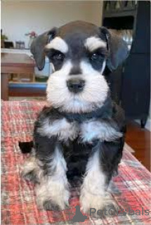 Фото №3. Preciosos cachoros Schnauzer Miniatura en venta.  Испания