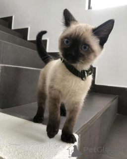 Фото №4. Продам сиамскую в Алингс заводчик - цена 64937₽