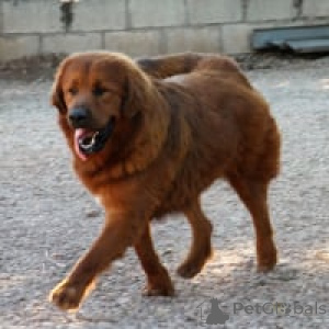 Фото №3. Тибет Дога.  Германия