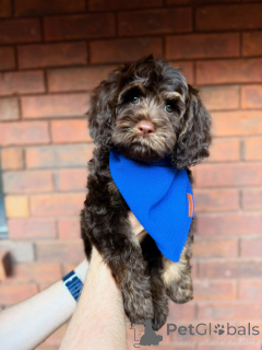 Фото №1. лабрадудль - купить в Клонмел за договорная. Объявление №157472