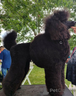 Фото №2 к объявлению №163916 о продаже пуделя (карликового) - купить в Сербии заводчик