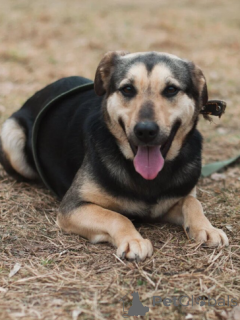 Фото №1. беспородная - купить в Минске за Бесплатно. Объявление №166924