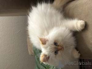 Фото №2 к объявлению №138520 о продаже сибирская - купить в Германии частное объявление