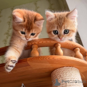 Фото №2 к объявлению №161841 о продаже  - купить в Франции 