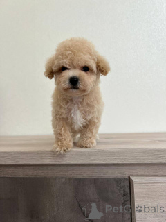 Фото №4. Продажа беспородную в Борисове заводчик - цена договорная