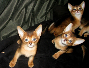 Дополнительные фото: Абиссинские котята Питомник абиссинских,бенгальских кошек sunnybunny.by