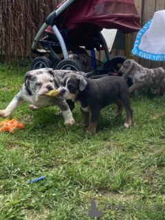 Фото №2 к объявлению №160010 о продаже английского бульдога - купить в Латвии частное объявление