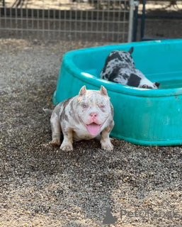 Фото №3. Pocket Bully Puppies Экзотические родословные и качество шоу!.  США