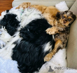 Фото №2 к объявлению №139039 о продаже американского кокер-спаниеля - купить в Германии частное объявление, заводчик