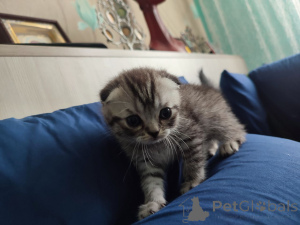 Фото №2 к объявлению №145860 о продаже шотландская (скоттиш страйт) - купить в Беларуси частное объявление