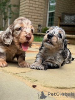 Фото №1. такса - купить в Аппензелл за 69575₽. Объявление №161827