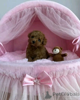 Фото №2 к объявлению №160058 о продаже беспородную - купить в Германии частное объявление, из питомника